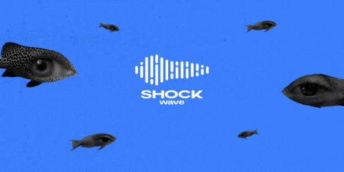 Shock Wave Festival